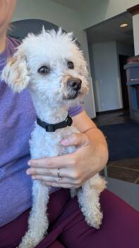 Sugar -  Miniature Poodle Dog for Adoption in Sturgis, Michigan - Sugar | PetCurious