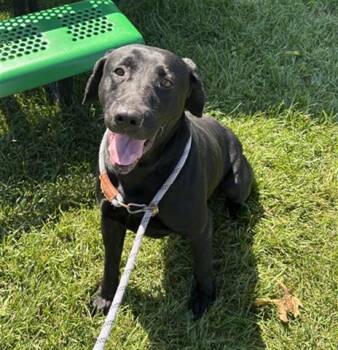 DOUGLAS -  Labrador Retriever Dog for Adoption in Dayton, Ohio - DOUGLAS | PetCurious