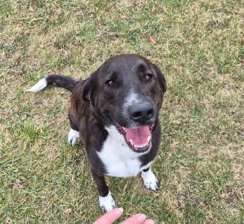 Rescue Labrador Retriever and Australian Cattle Dog Blue Heeler Dogs for Adoption in Carsonville, Michigan - Bailey | PetCurious