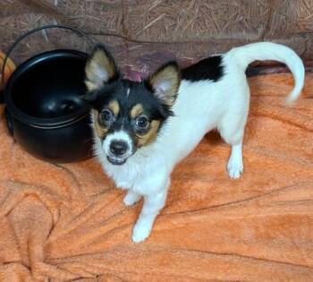 Penny -  Jack Russell Terrier and Rat Terrier Dog for Adoption in Watertown, Connecticut - Penny | PetCurious