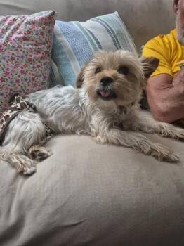 Marigold -  Yorkshire Terrier Dog for Adoption in Williamsburg, Virginia - Marigold | PetCurious