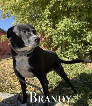 Brandy -  Mixed Breed Dog for Adoption in Craig, Colorado - Brandy | PetCurious
