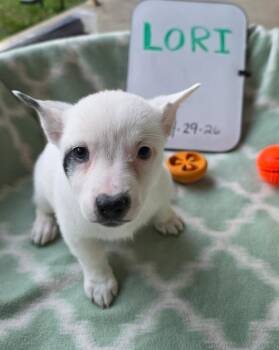 Lori -  Australian Cattle Dog Blue Heeler Dog for Adoption in Indianapolis, Indiana - Lori | PetCurious