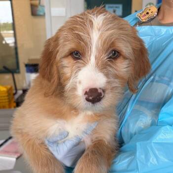 Spaniel and Hound Dogs Available for Adoption in Nashville, Tennessee - Ray Charles | PetCurious