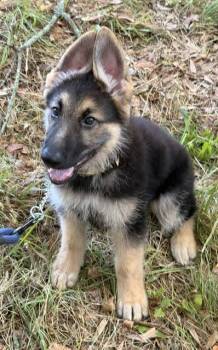 Bear (BEST Puppy Ever) -  German Shepherd Dog Dog for Adoption in Newfoundland, Pennsylvania - Bear (BEST Puppy Ever) | PetCurious