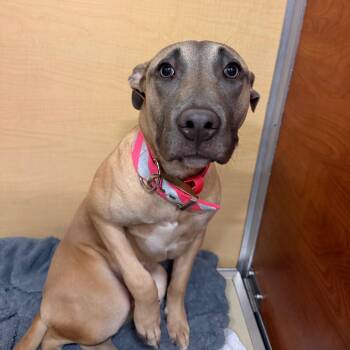 Tori -  Mixed Breed Dog for Adoption in Saint Charles, Missouri - Tori | PetCurious