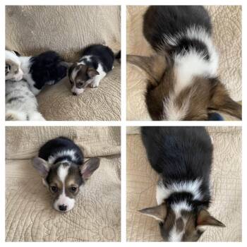 Cardigan Welsh Corgi and Corgi Dogs Available for Adoption in Ada, Minnesota - Sally | PetCurious