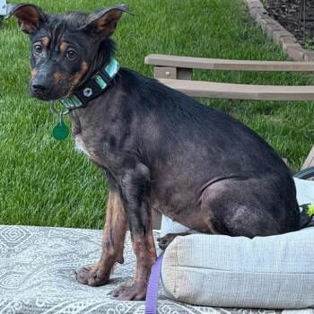 Eduardo -  Mixed Breed Dog for Adoption in Buffalo, Minnesota - Eduardo | PetCurious