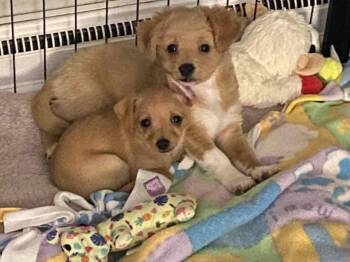 Chihuahua Dogs Available for Adoption - Tito | PetCurious