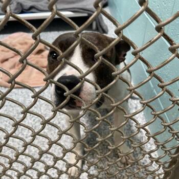 Mixed Breed Dogs Available for Adoption in Port Charlotte, Florida - 0444-D26(Littlefoot) | PetCurious