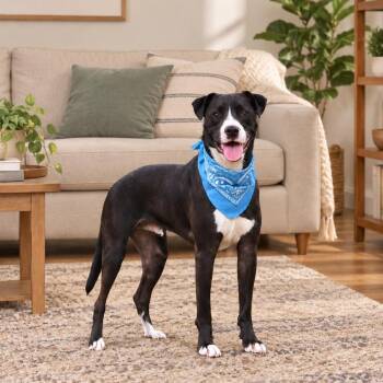 Sammy Davis -  Boxer Dog for Adoption in Oak Point, Texas - Sammy Davis | PetCurious