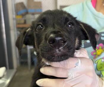CASEY BUTTONS -  German Shepherd Dog and Mixed Breed Dog for Adoption in Pensacola, Florida - CASEY BUTTONS | PetCurious