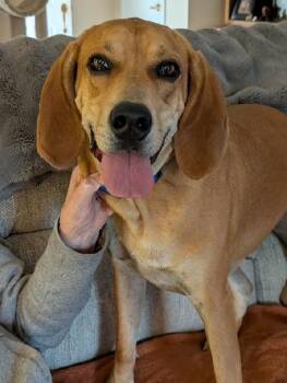 Loki -  Bloodhound Dog for Adoption in Aurora, Illinois - Loki | PetCurious