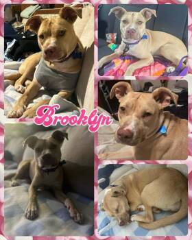 Rescue Mixed Breed Dogs for Adoption in Lancaster, New York - Brooklyn | PetCurious