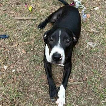 Rescue Mixed Breed Dogs for Adoption in Pelham, New Hampshire - Walt | PetCurious