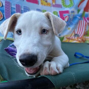 Maya -  Husky Dog for Adoption in Aledo, Texas - Maya | PetCurious