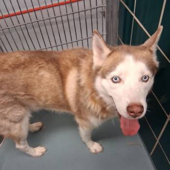 Rescue Siberian Husky and Mixed Breed Dogs for Adoption in Houston, Texas - CHARLIE | PetCurious