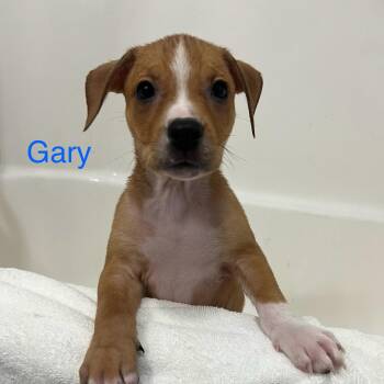 Gary -  American Staffordshire Terrier and Mixed Breed Dog for Adoption - Gary | PetCurious