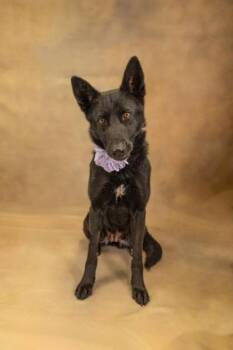 Layla -  German Shepherd Dog and Mixed Breed Dog for Adoption in Seagoville, Texas - Layla | PetCurious