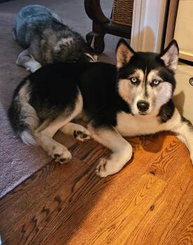 Rescue Siberian Husky Dogs for Adoption in Cumming, Georgia - Silas | PetCurious
