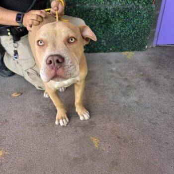 Pit Bull Terrier and Mixed Breed Dogs Available for Adoption - 60747427 | PetCurious