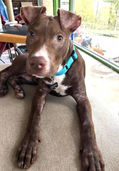 Rescue Mixed Breed Dogs for Adoption in Pegram, Tennessee - ROCKO - PUPPY! | PetCurious