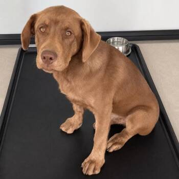 Mixed Breed Dogs Available for Adoption in Hemet, California - Jalapeno | PetCurious