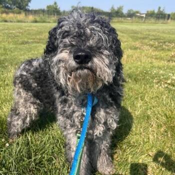 Patriot -  Poodle and Mixed Breed Dog for Adoption in Matteson, Illinois - Patriot | PetCurious