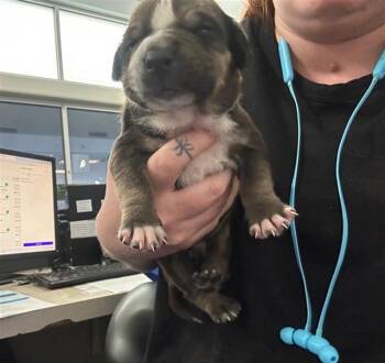 Mixed Breed Dogs Available for Adoption - AUGUST | PetCurious