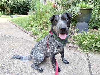 Banjo -  Shar Pei and Australian Cattle Dog Blue Heeler Dog for Adoption in Fairfax, Virginia - Banjo | PetCurious