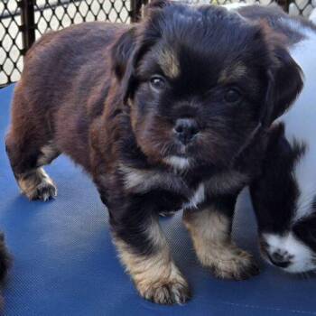 French Bulldog and Pomeranian Dogs Available for Adoption - CORI | PetCurious