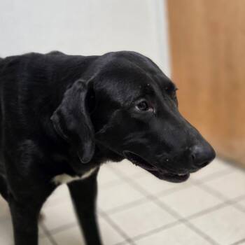 Cher -  Mixed Breed Dog for Adoption in Charleston, West Virginia - Cher | PetCurious