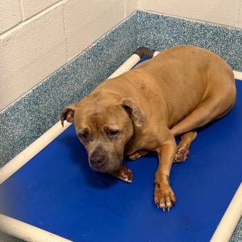 Rescue Pit Bull Terrier Dogs for Adoption in Greensboro, North Carolina - Wilson | PetCurious