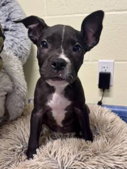 Radar -  Mixed Breed Dog for Adoption in St. Joseph, Michigan - Radar | PetCurious
