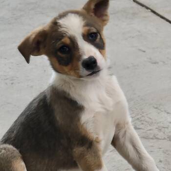Mixed Breed Dogs Available for Adoption in Spanish Fork, Utah - Reba | PetCurious