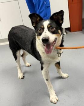 Australian Shepherd and Mixed Breed Dogs Available for Adoption in Daytona Beach, Florida - Lee - 1 | PetCurious