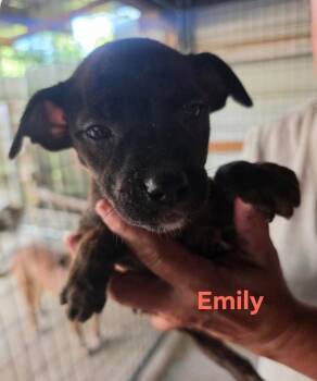 Emily -  Chocolate Labrador Retriever and Mixed Breed Dog for Adoption in Hortense, Georgia - Emily | PetCurious