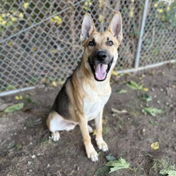 Rescue German Shepherd Dog Dogs for Adoption in Sonora, California - Hansen | PetCurious