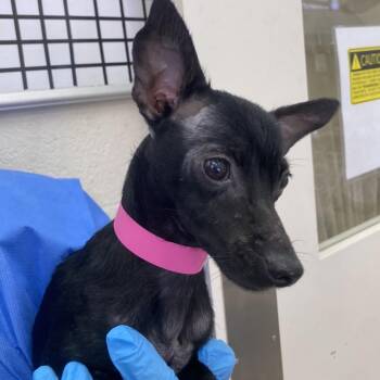 Mixed Breed Dogs Available for Adoption - Misty May | PetCurious