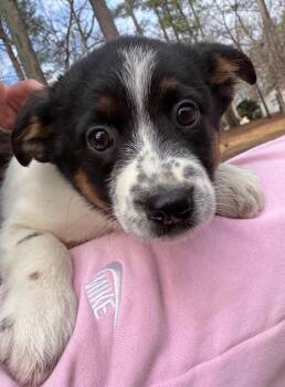 Australian Cattle Dog Blue Heeler Dogs Available for Adoption - Gladys | PetCurious