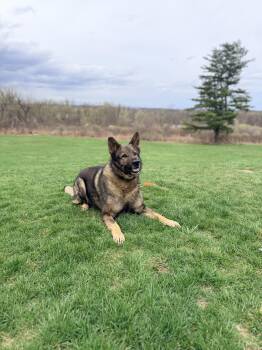 Lincoln - Gentle, well-mannered German Shepherd in search of a h -  German Shepherd Dog Dog for Adoption in Oriskany, New York - Lincoln - Gentle, Well-mannered German Shepherd In Search Of A H | PetCurious