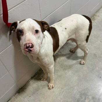 Dude K21 -  Mixed Breed Dog for Adoption in Union, Missouri - Dude K21 | PetCurious
