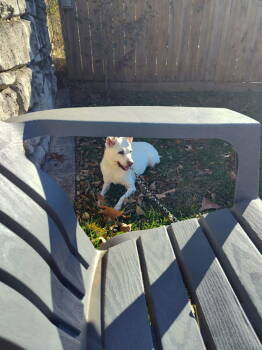 Rescue Terrier Dogs for Adoption in Candler, North Carolina - Dixie | PetCurious