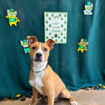 Bella -  Terrier and Mixed Breed Dog for Adoption in Riverwoods, Illinois - Bella | PetCurious