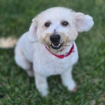 Ponzu -  Poodle and Bichon Frise Dog for Adoption in Los Angeles, California - Ponzu | PetCurious