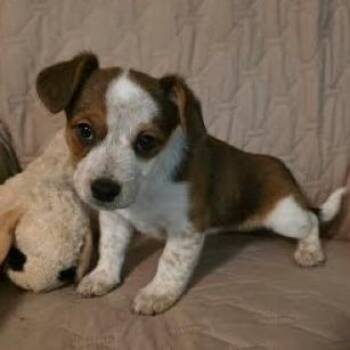 Yorkshire Terrier and Cattle Dog Dogs Available for Adoption in Lenoir, North Carolina - Shui(Chinese Drinks Litter) | PetCurious