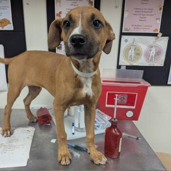 Cornelia -  Terrier Dog for Adoption in Birmingham, Alabama - Cornelia | PetCurious