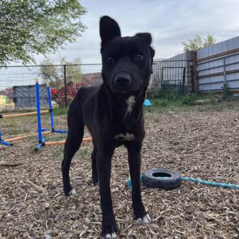 Sophea -  Mixed Breed Dog for Adoption in Moab, Utah - Sophea | PetCurious