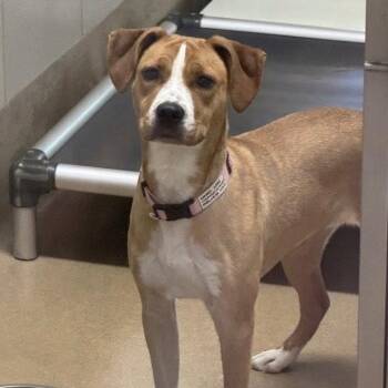 Camilla -  Terrier Dog for Adoption in Bloomfield, Connecticut - Camilla | PetCurious