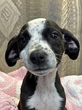 Mixed Breed Dogs Available for Adoption in Tunica, Mississippi - Dottie  | PetCurious